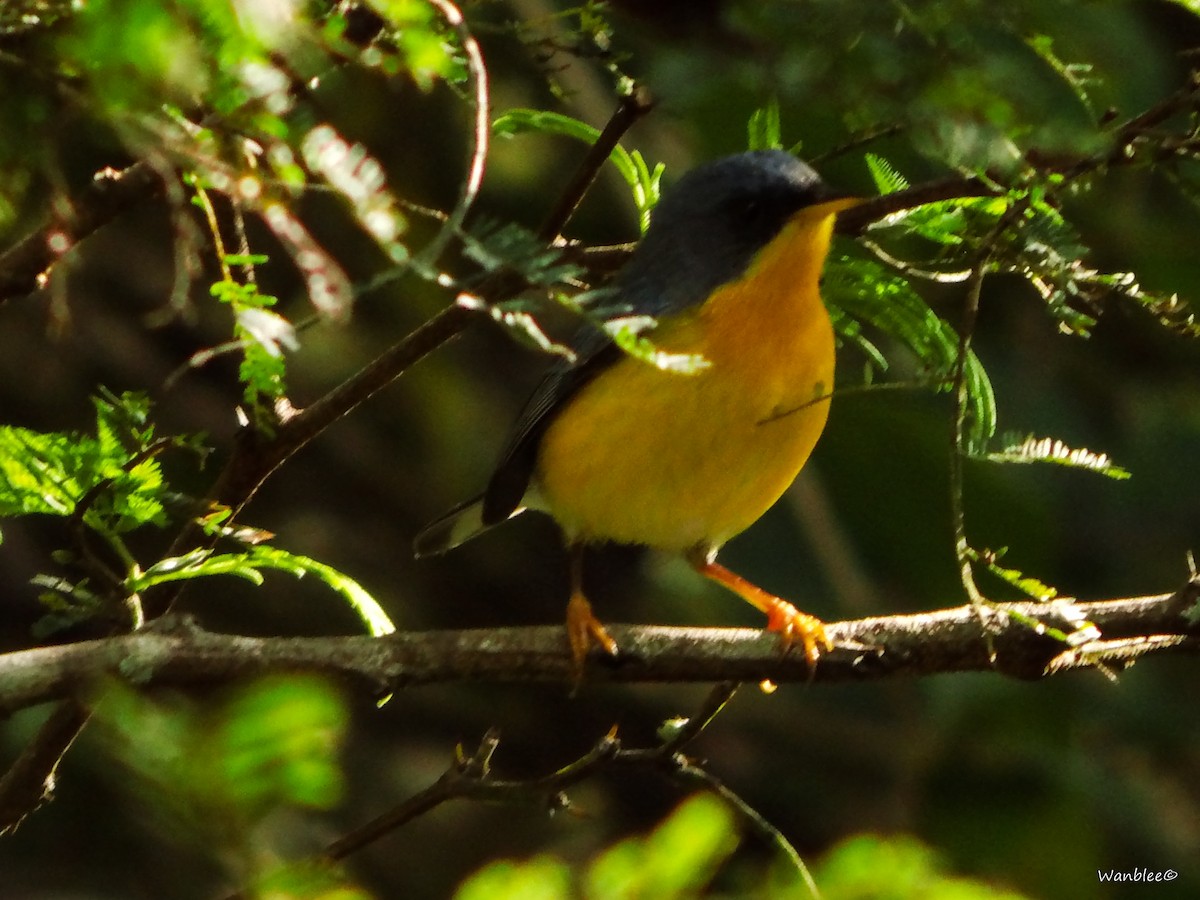 Tropical Parula - Christophe Lecocq