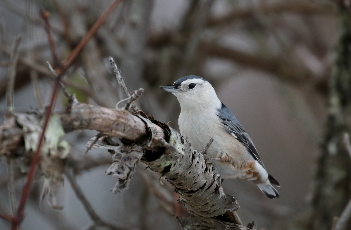 Trepador Pechiblanco (carolinensis) - ML289714351