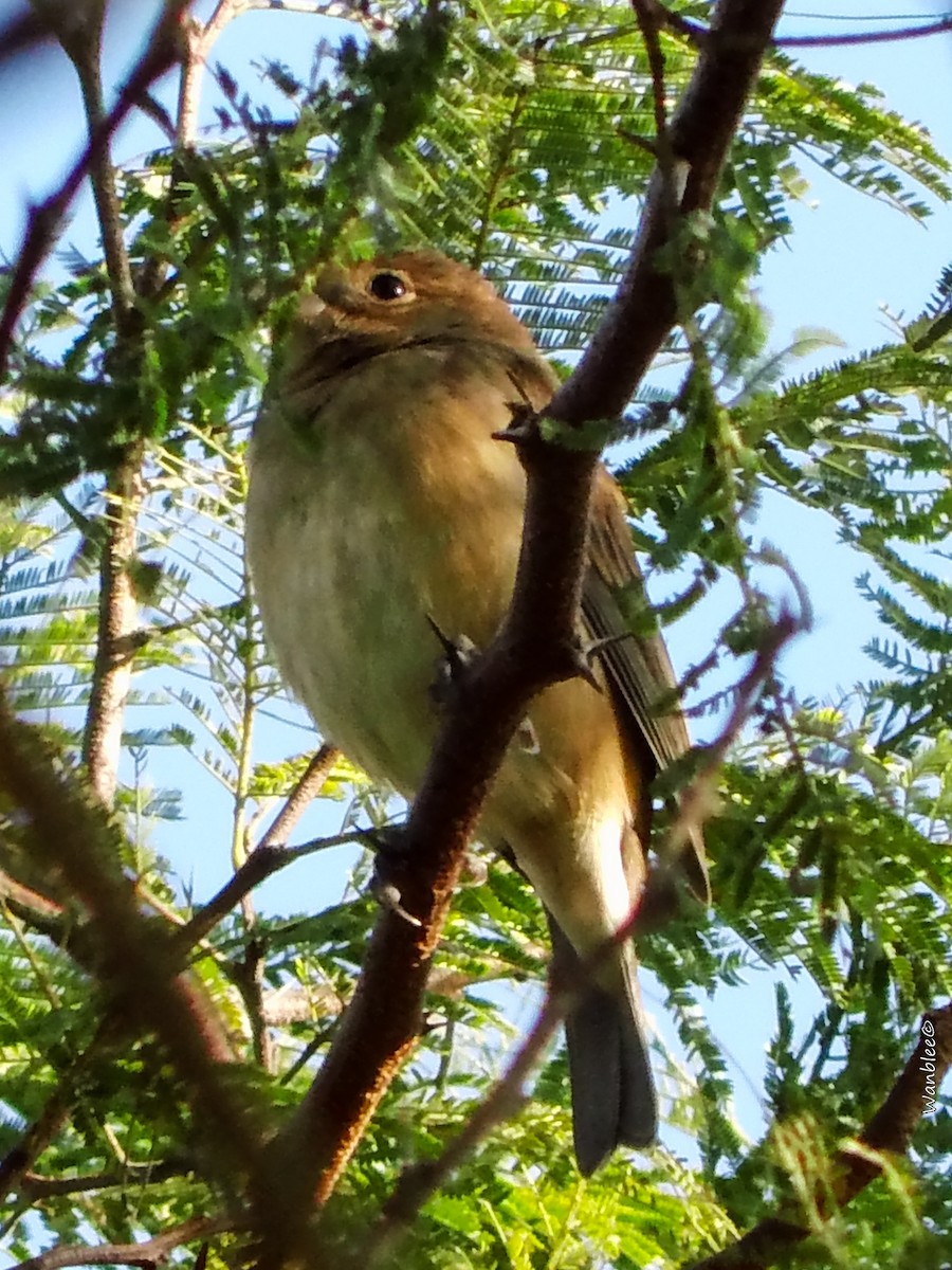 Indigo Bunting - ML289714471