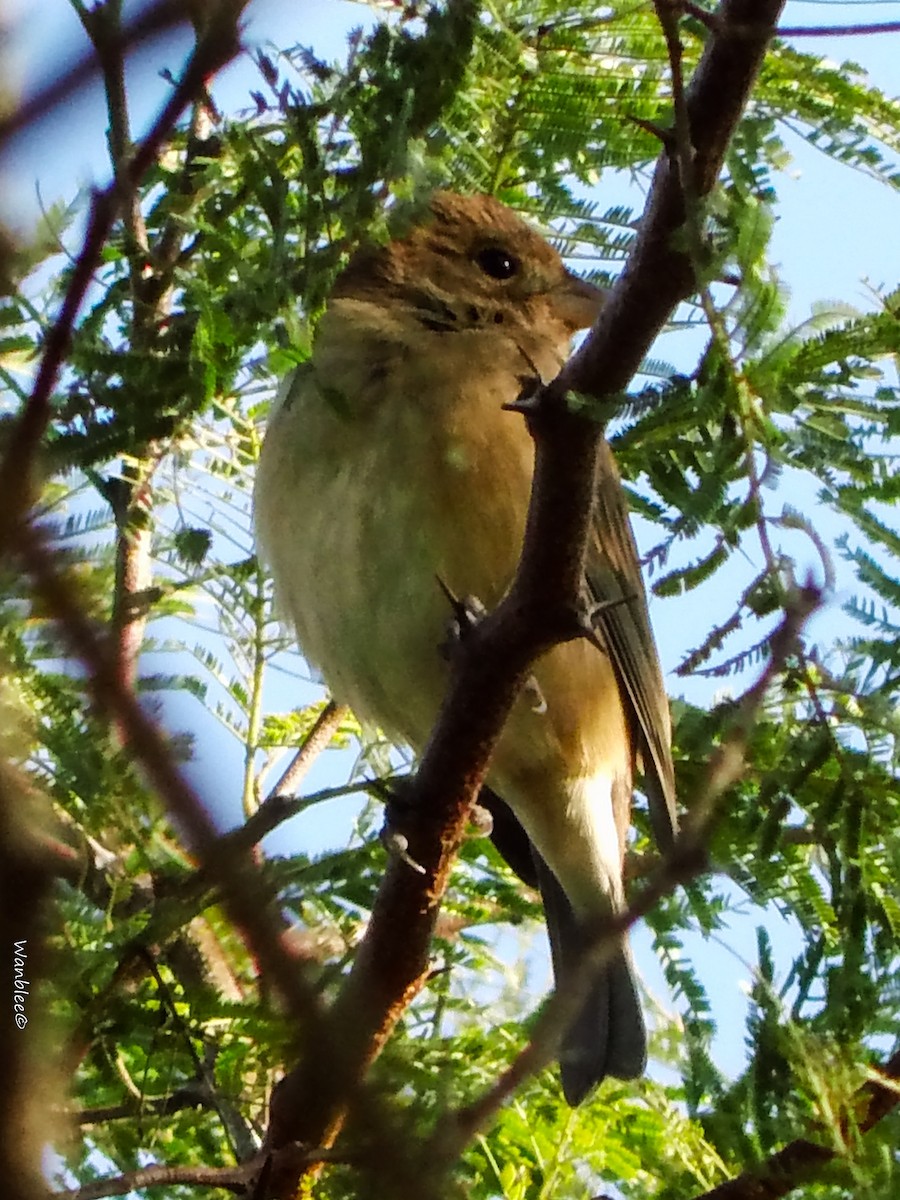 Indigo Bunting - ML289714481