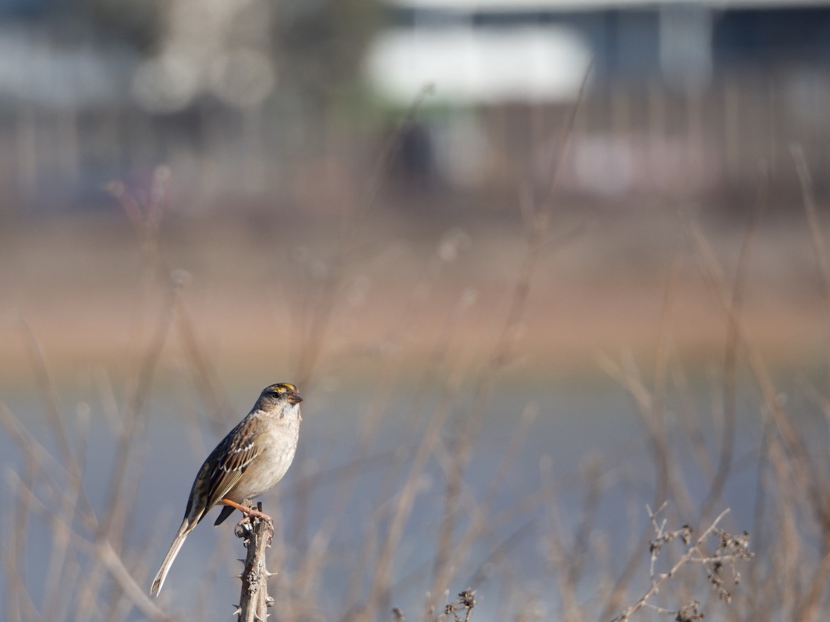 Golden-crowned Sparrow - ML289716021