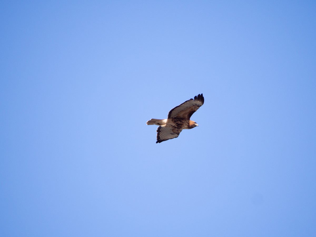 Red-tailed Hawk - ML289716321