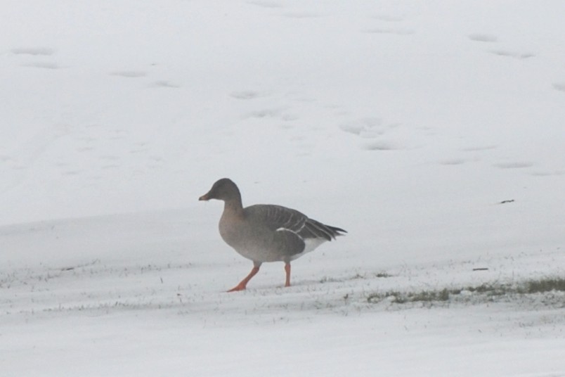 Tundra Bean-Goose - Tom Bisko