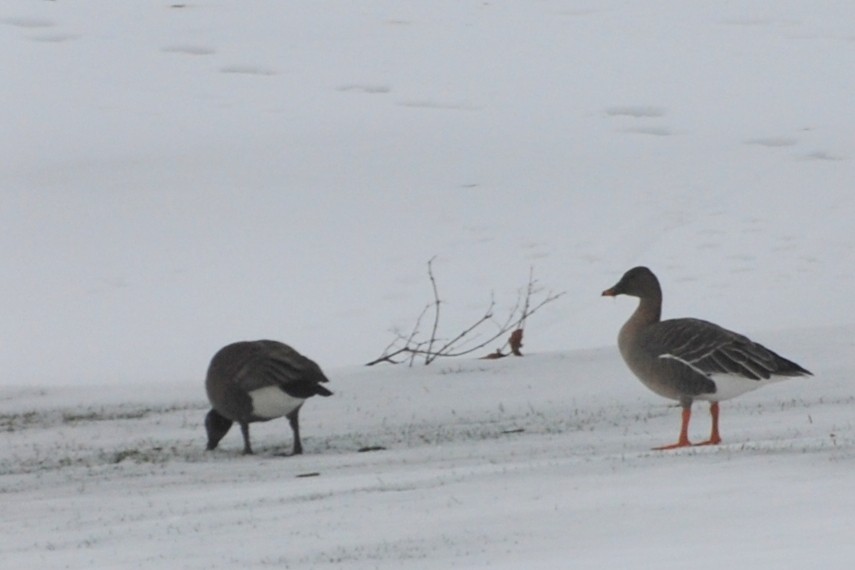 Tundra Bean-Goose - ML289716841