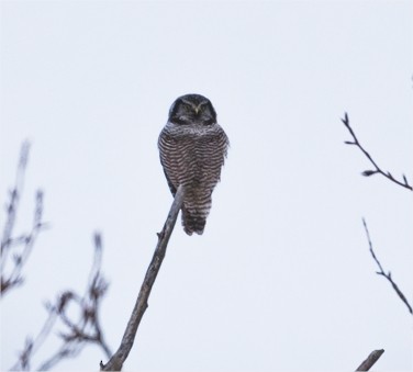 Northern Hawk Owl - Laurent Silvani