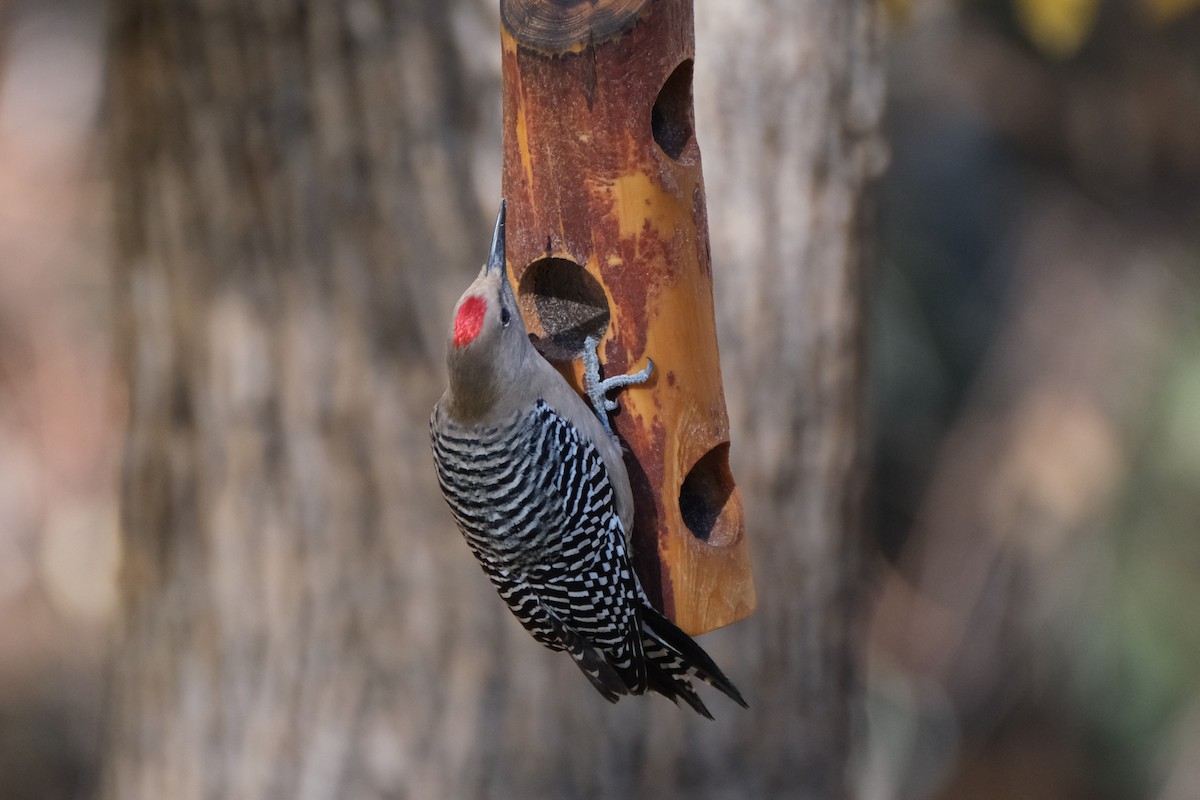 Gila Woodpecker - Kimber Godfrey