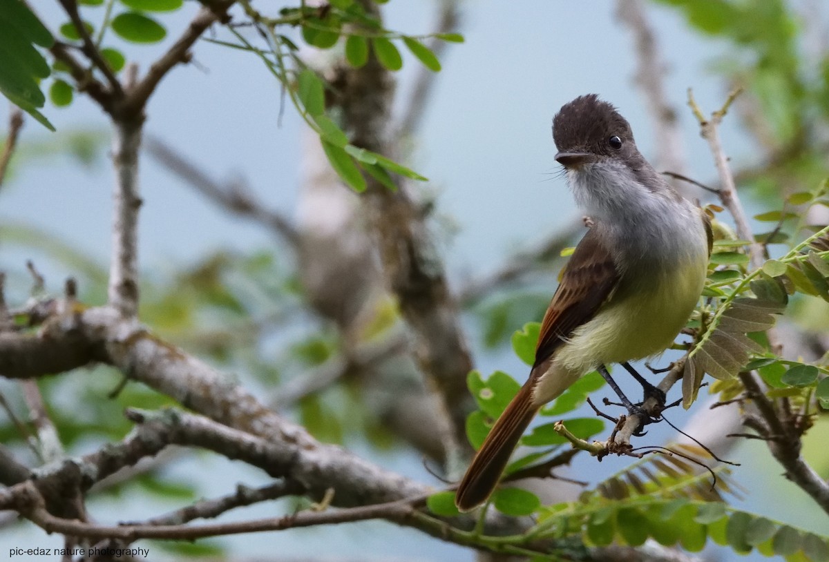 Dusky-capped Flycatcher - ML289719741