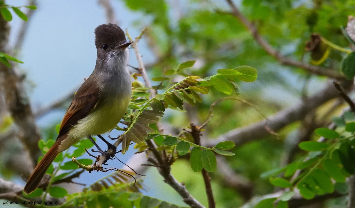Dusky-capped Flycatcher - ML289719751