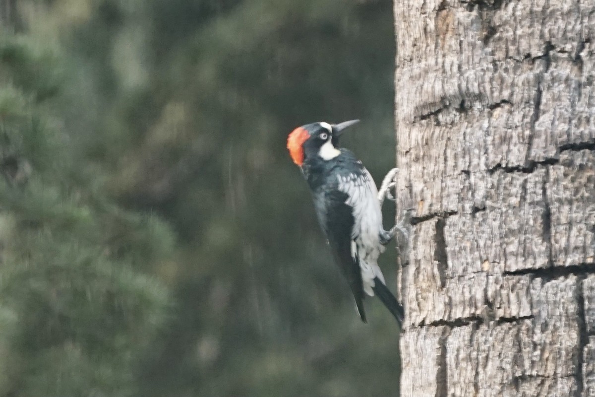 Acorn Woodpecker - Jacob Tims