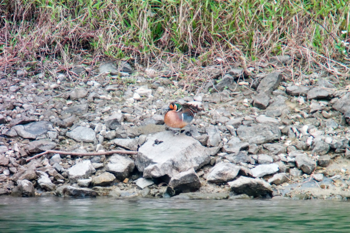 トモエガモ - ML289720221