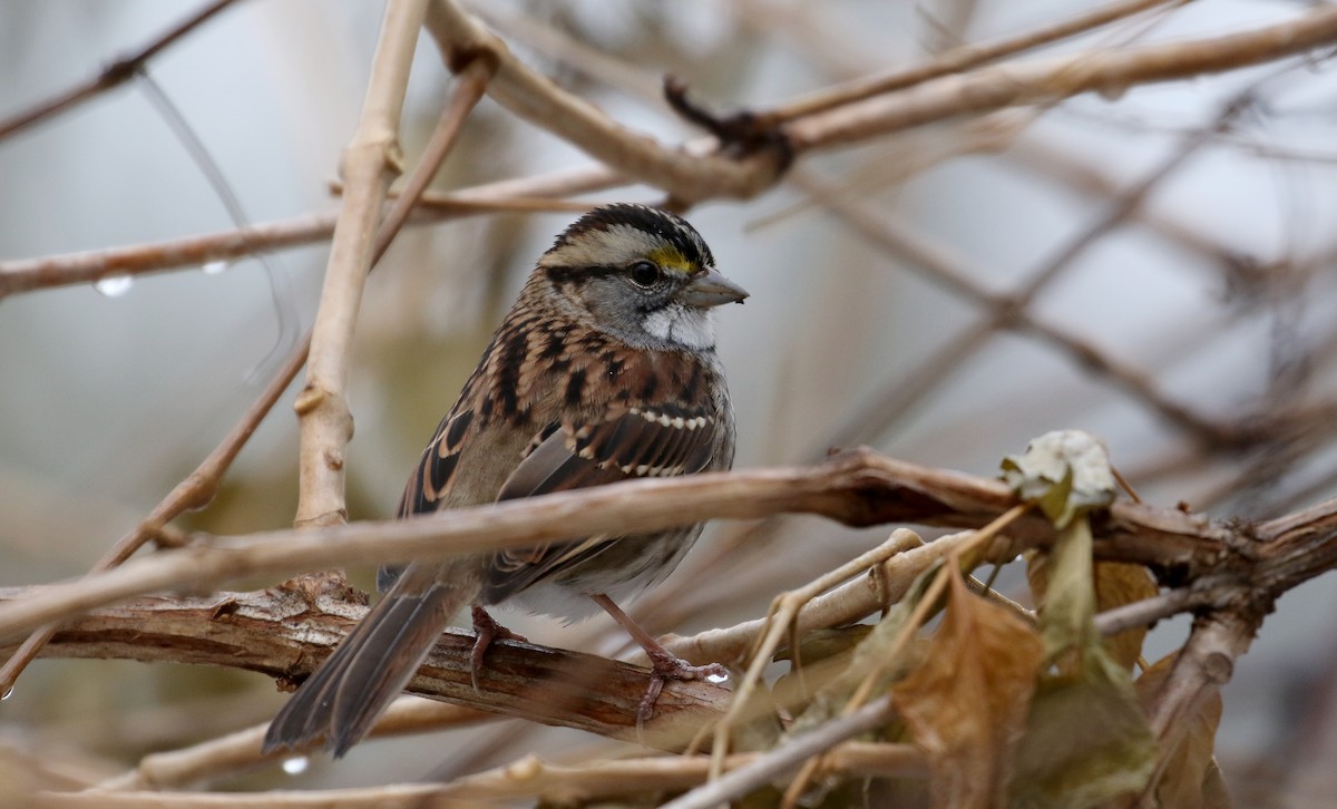 White-throated Sparrow - Jay McGowan