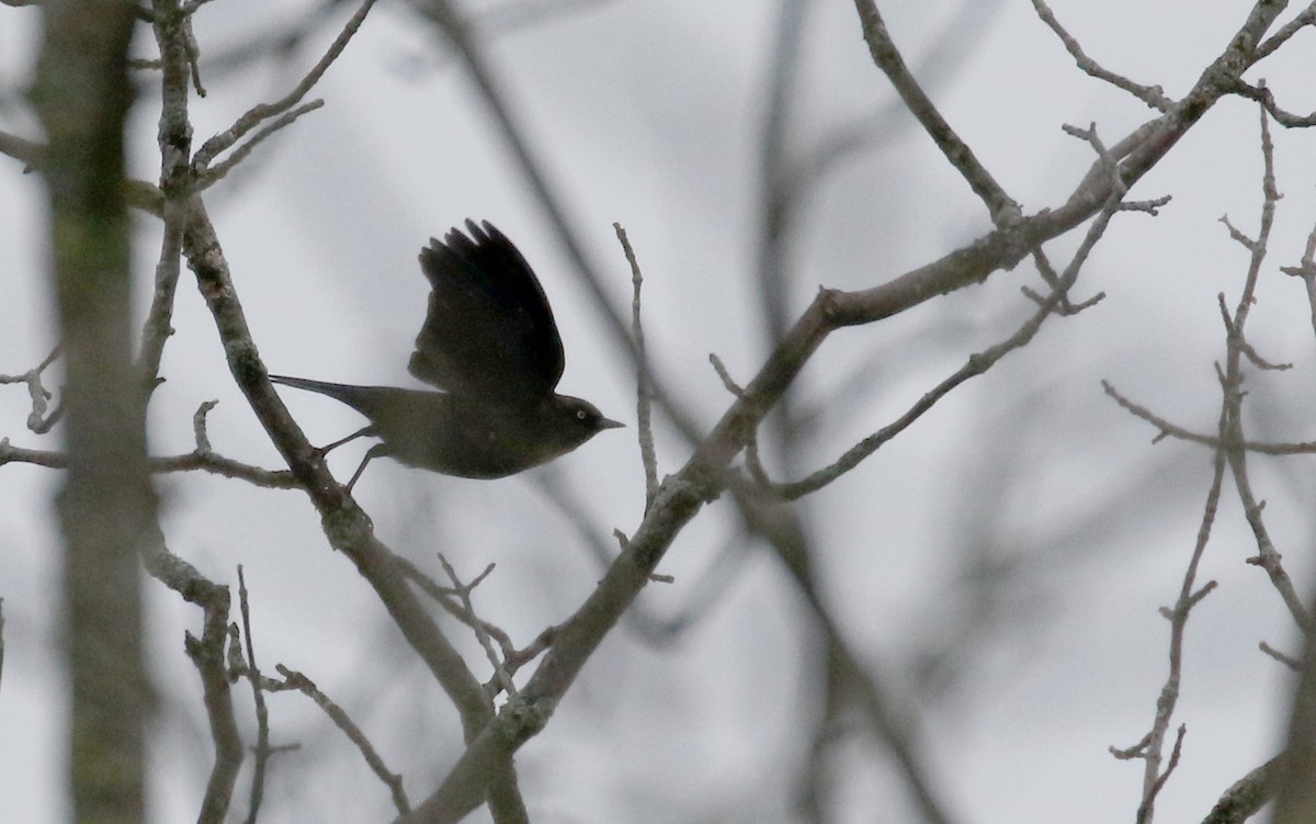 Rusty Blackbird - ML289721141