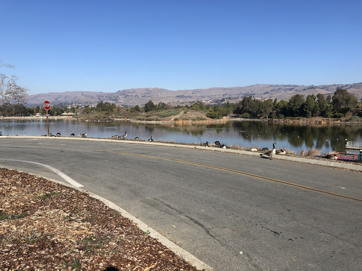 Canada Goose - ML289721641