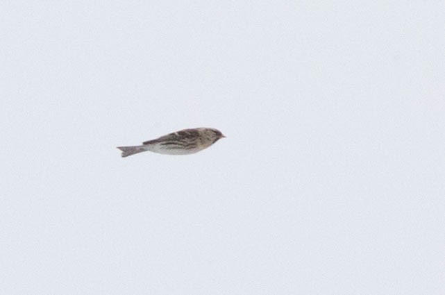 Common Redpoll - Doug Gochfeld