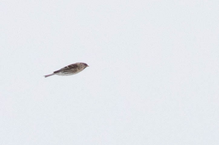 Common Redpoll - Doug Gochfeld