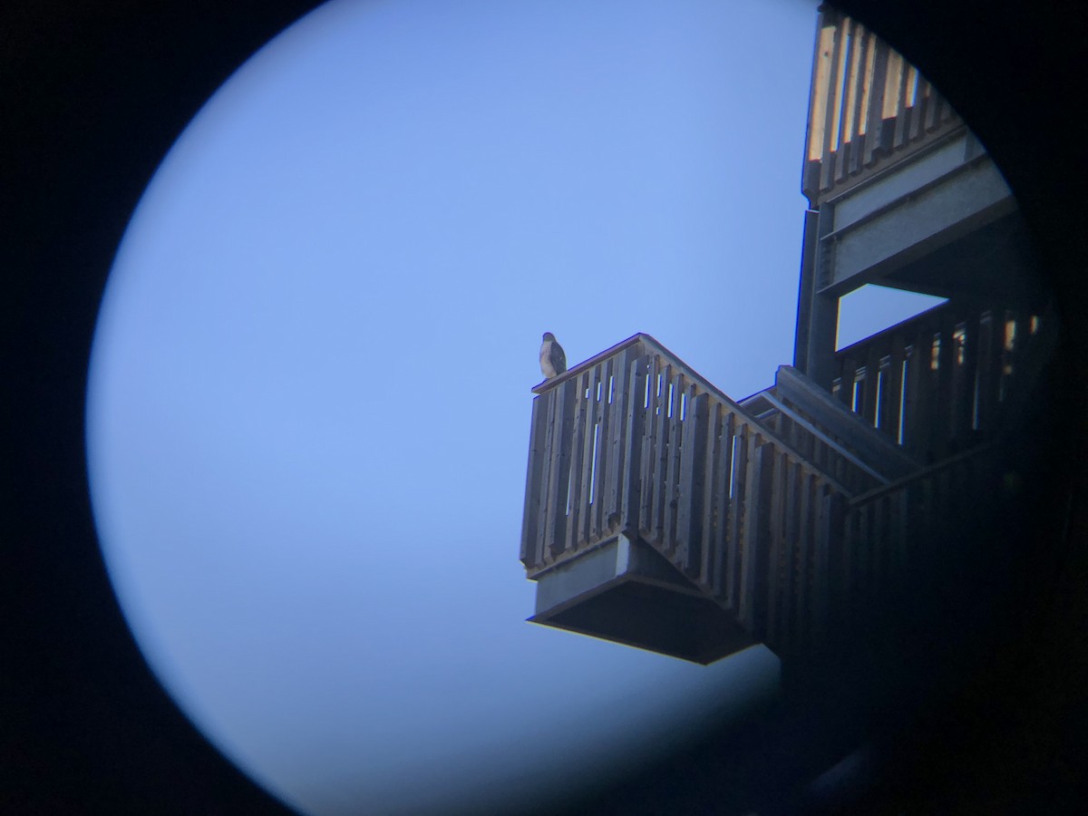 Red-tailed Hawk - ML289721801