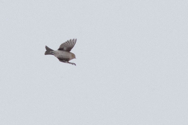 Common Redpoll - ML289721811