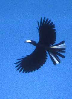 Congo Pied Hornbill - ML28972201