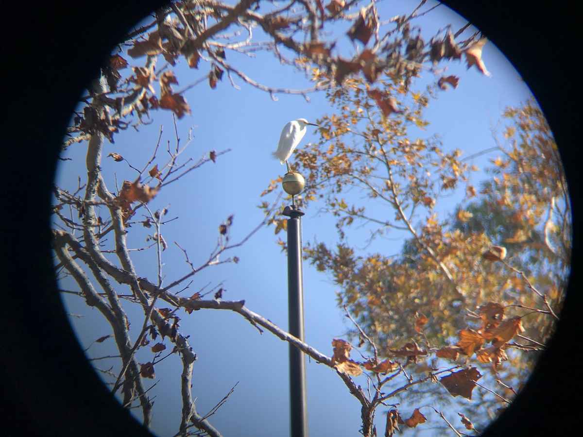 Snowy Egret - ML289722131