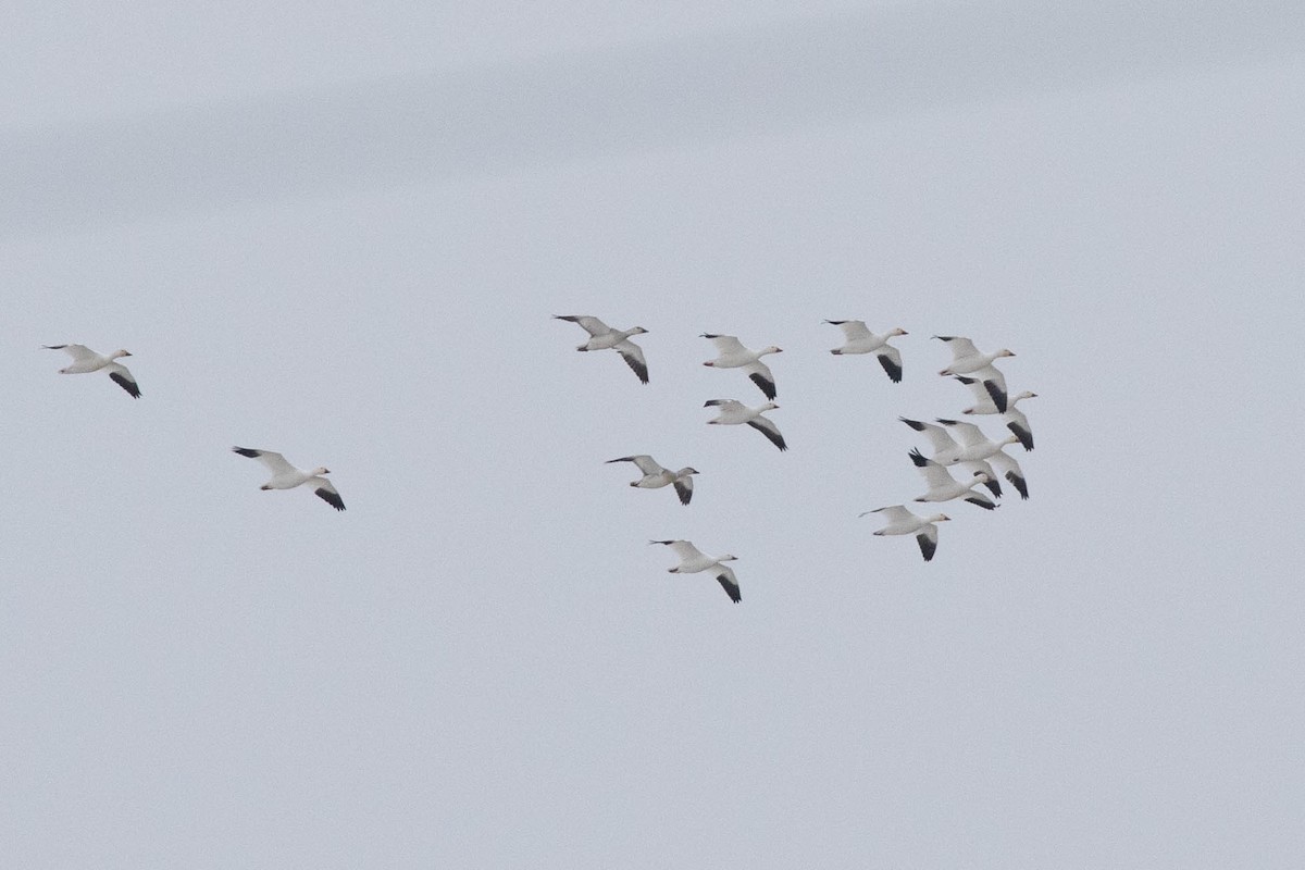 Snow Goose - ML289722241