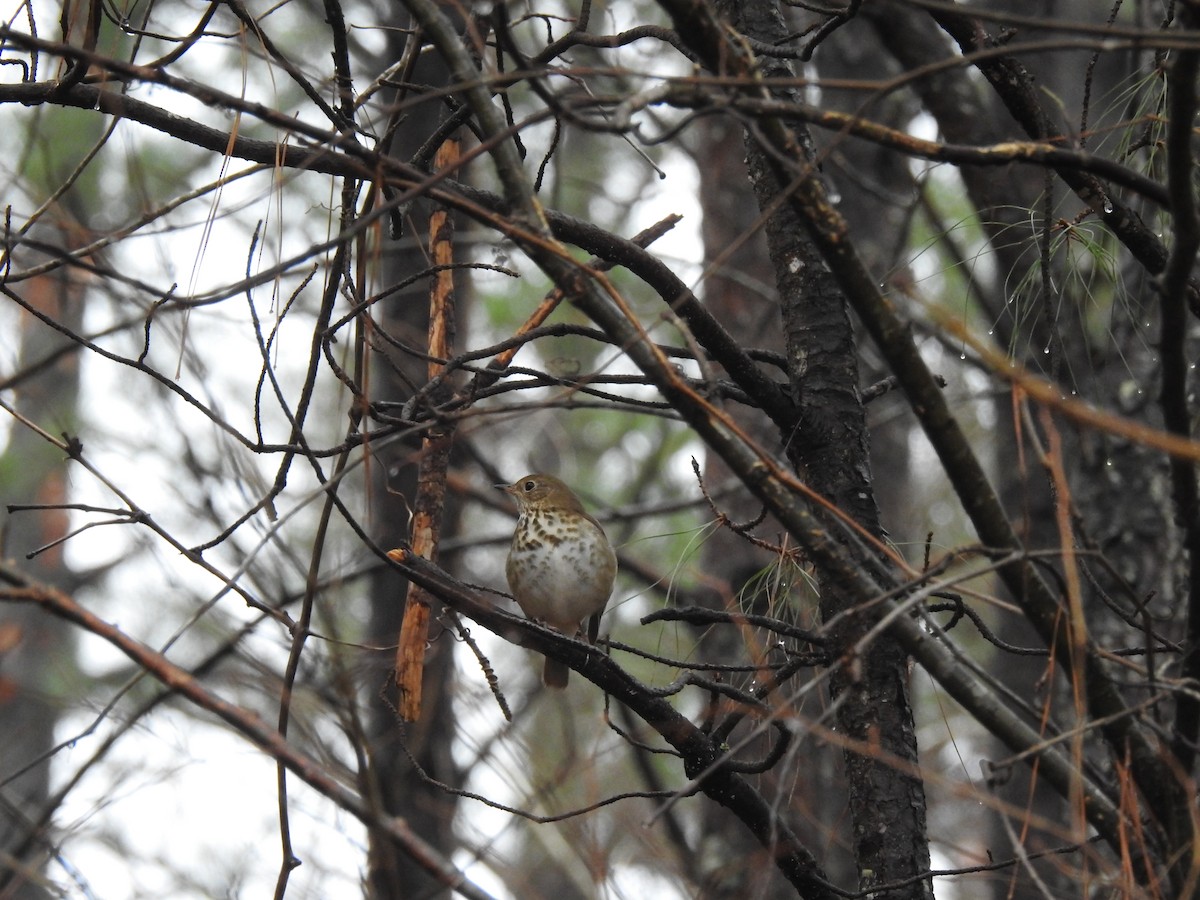 Hermit Thrush - ML289722351