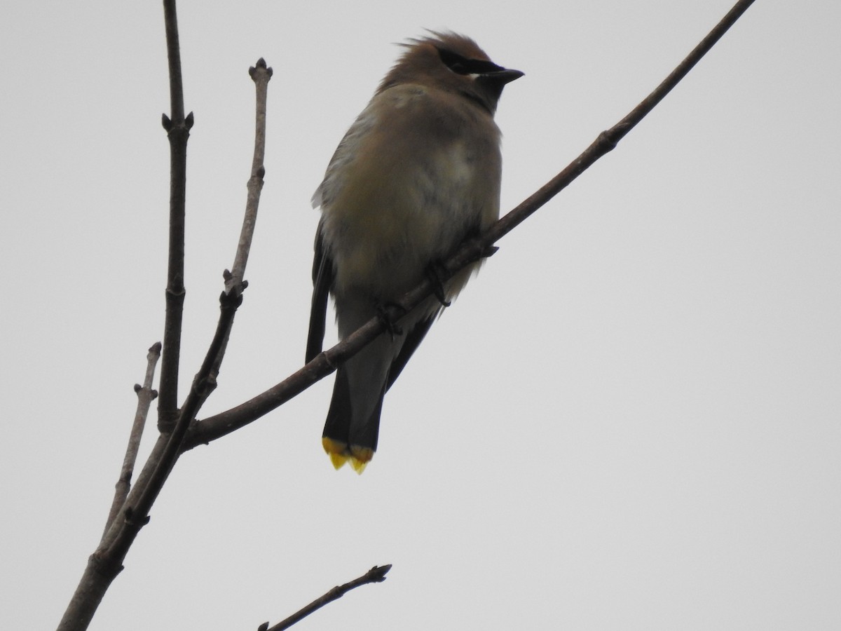 Cedar Waxwing - ML289722591