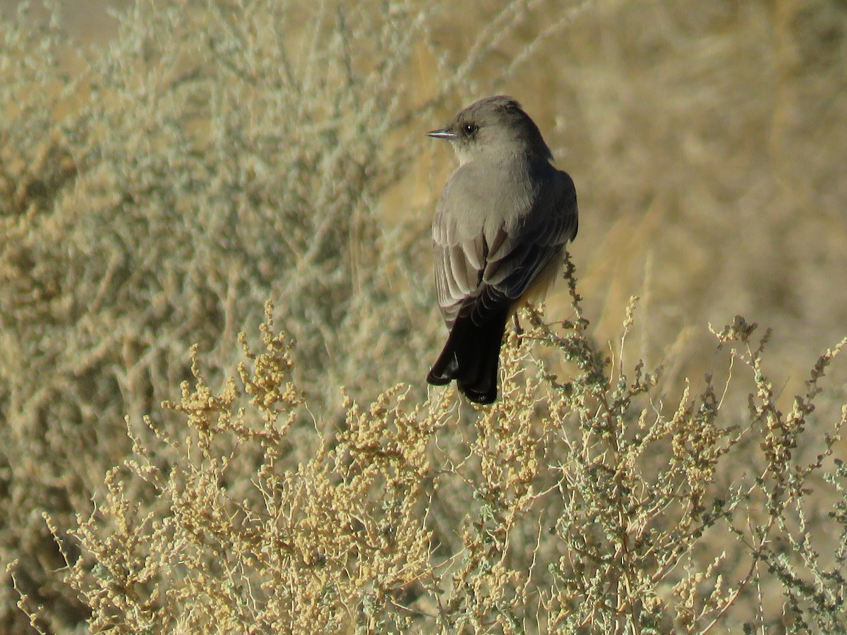 Say's Phoebe - ML289722611