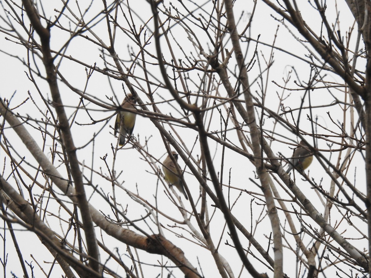 Cedar Waxwing - ML289722631