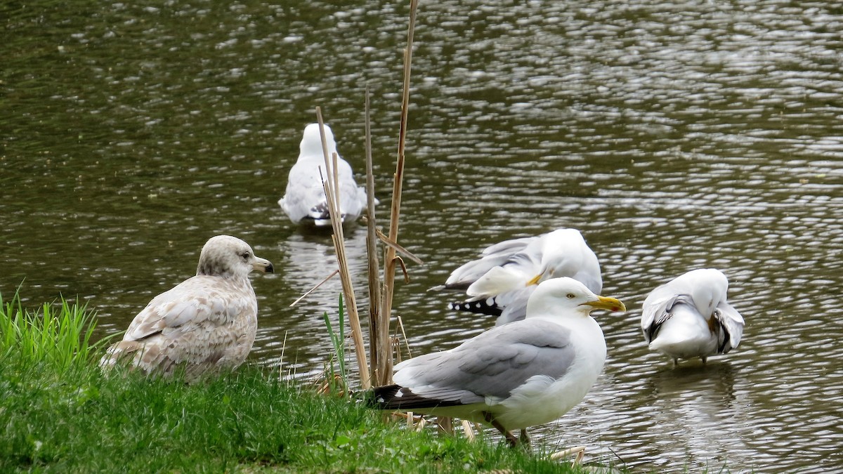 Herring Gull - ML28972471