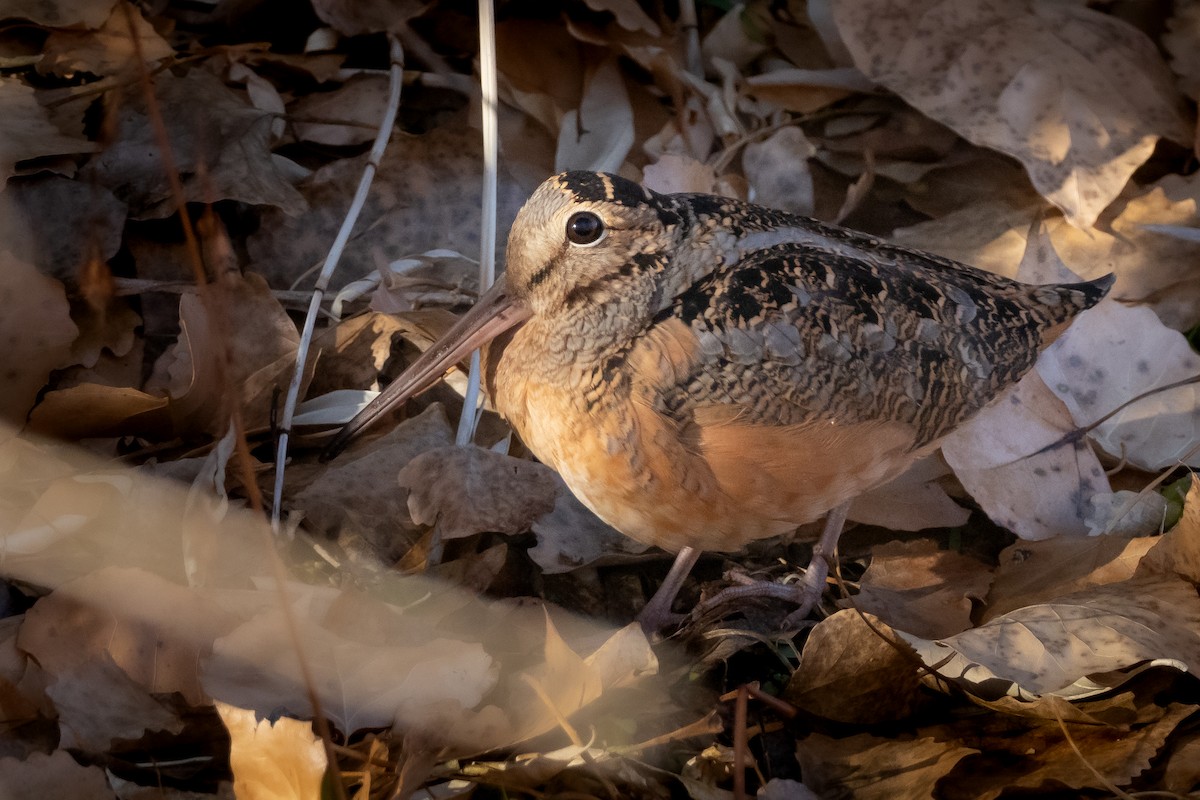 American Woodcock - ML289725511