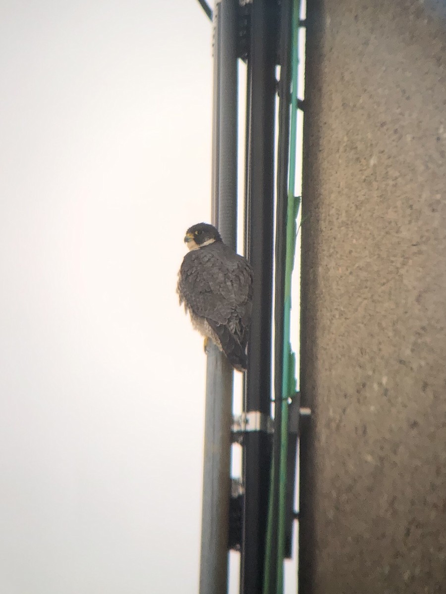 Peregrine Falcon - ML289725921