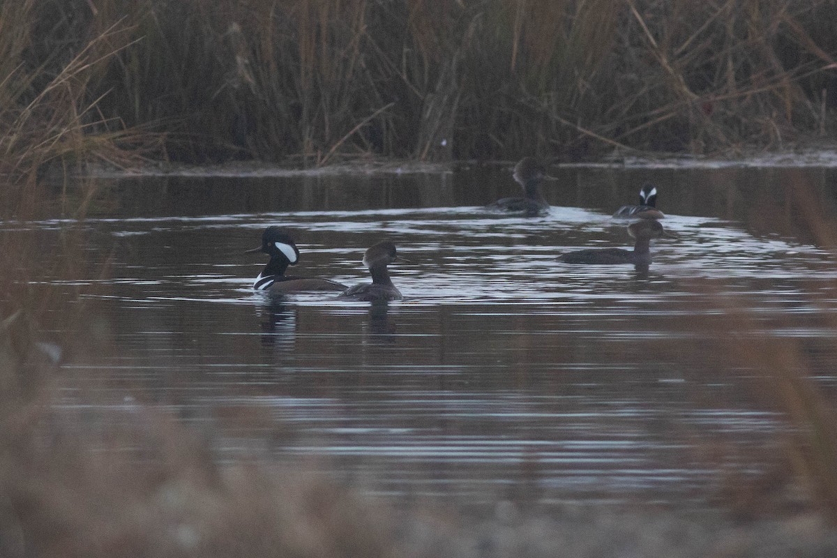 Hooded Merganser - ML289726201