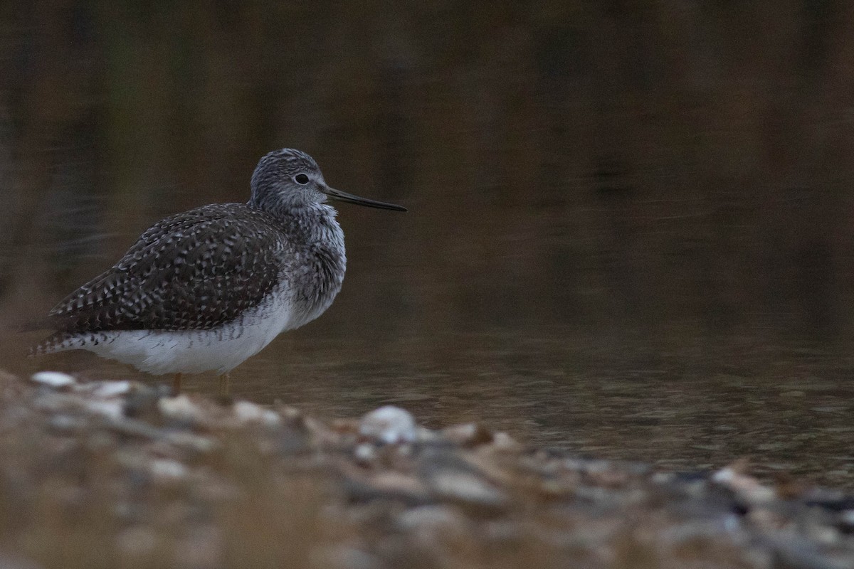 Greater Yellowlegs - Doug Gochfeld