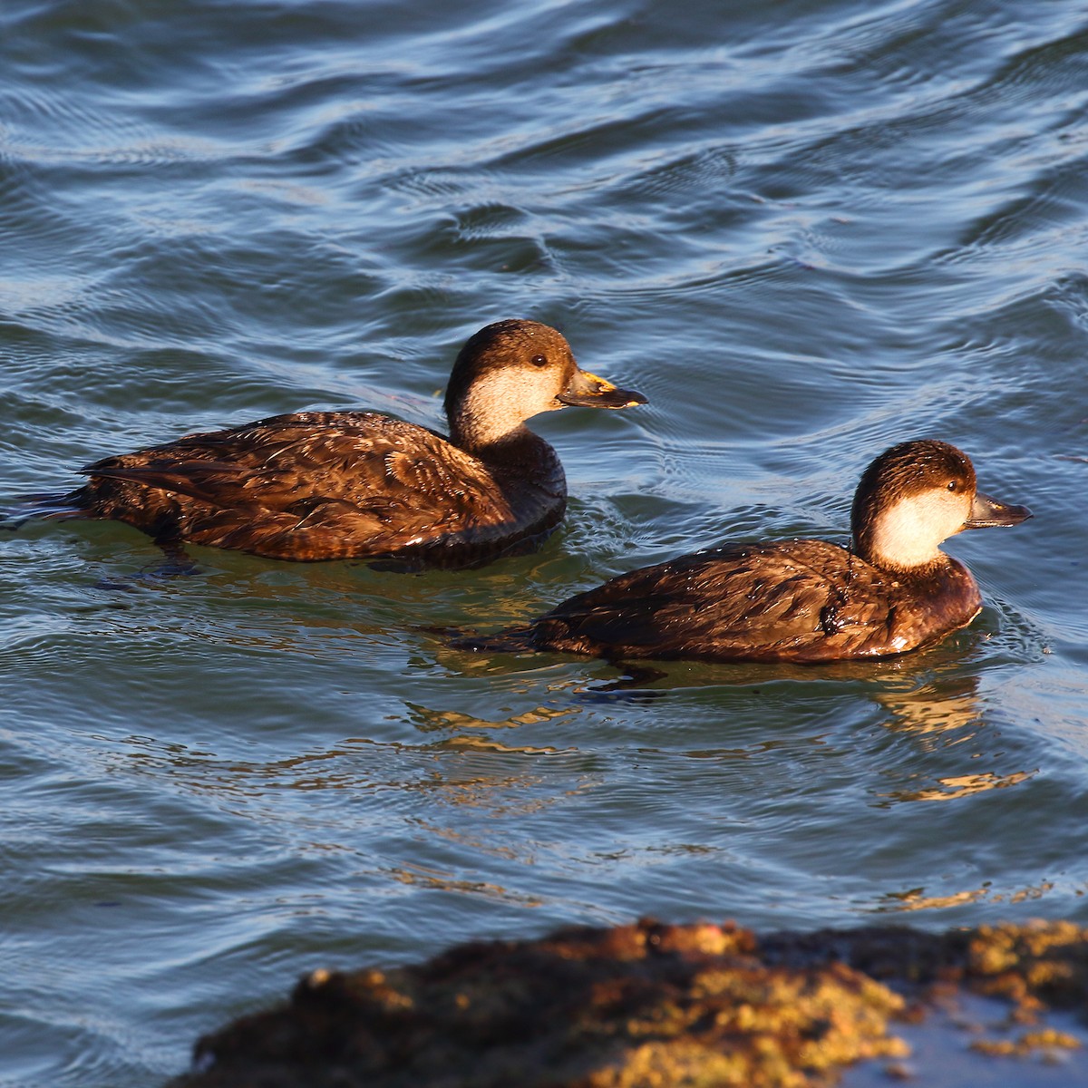 Black Scoter - Dan Vickers