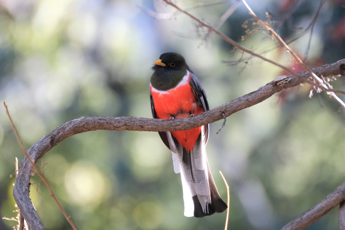 trogon krásný - ML289726761