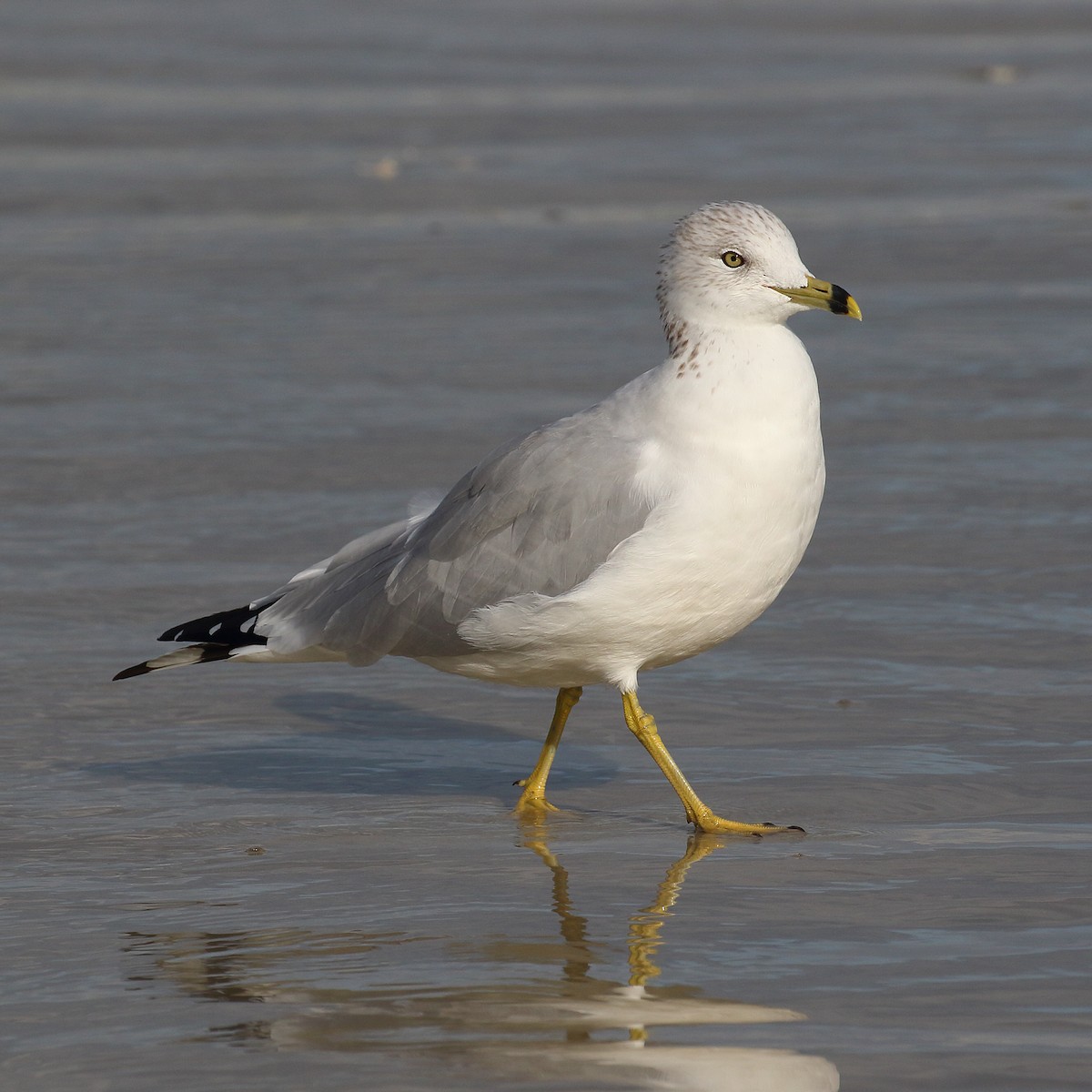 Ring-billed Gull - ML289726881