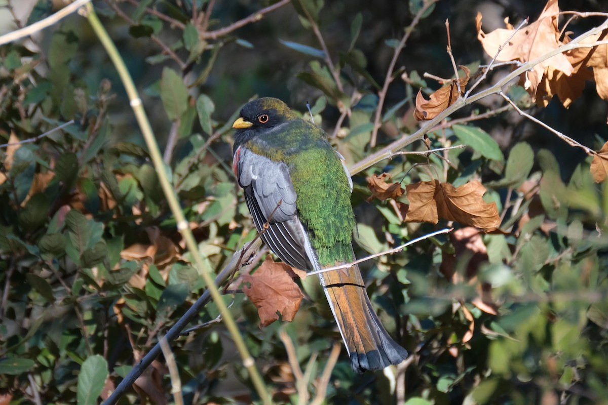 Elegant Trogon - ML289726971