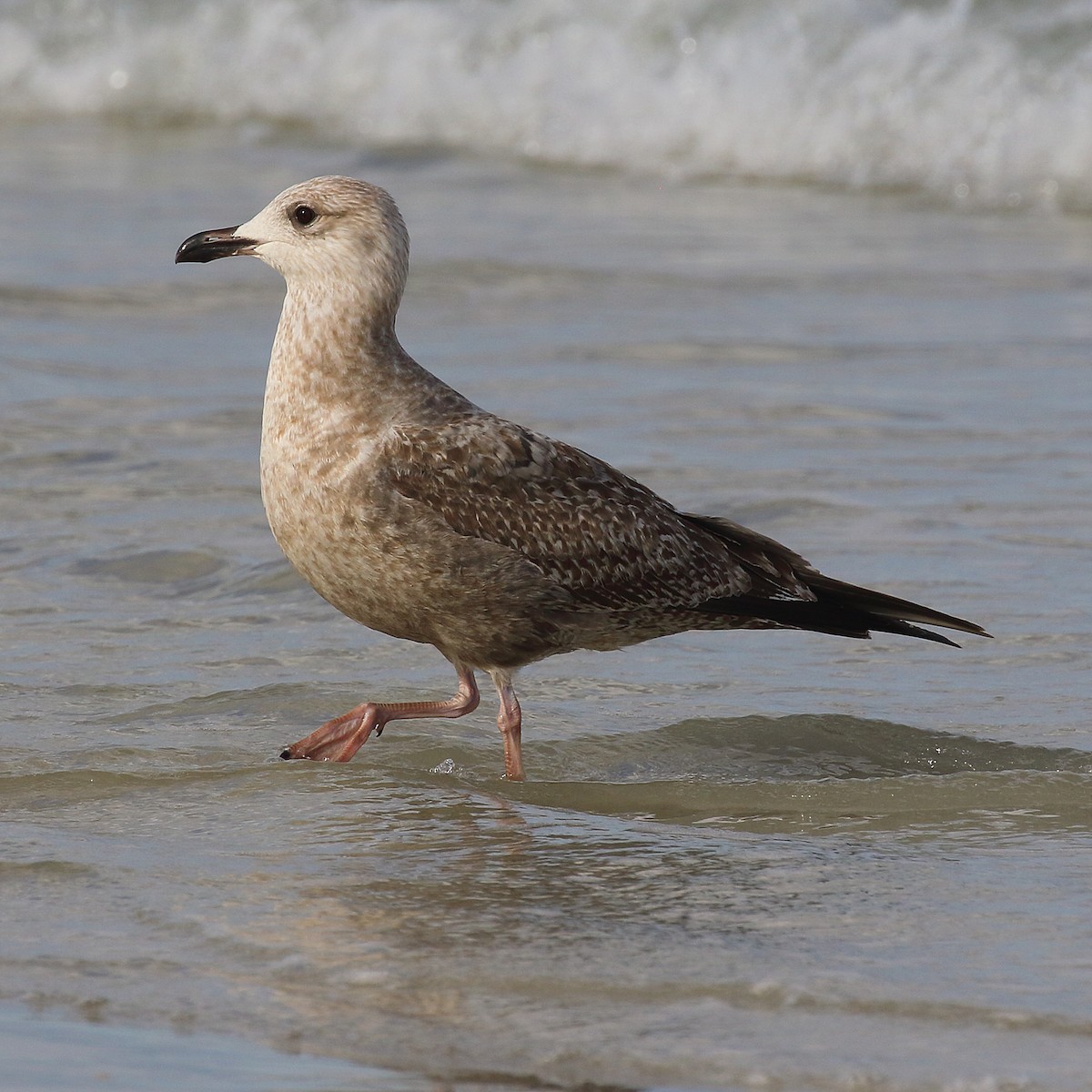 Herring Gull (American) - ML289727051