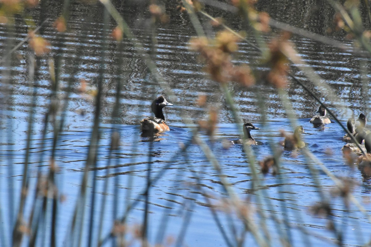 Chiloe Wigeon - ML289727191