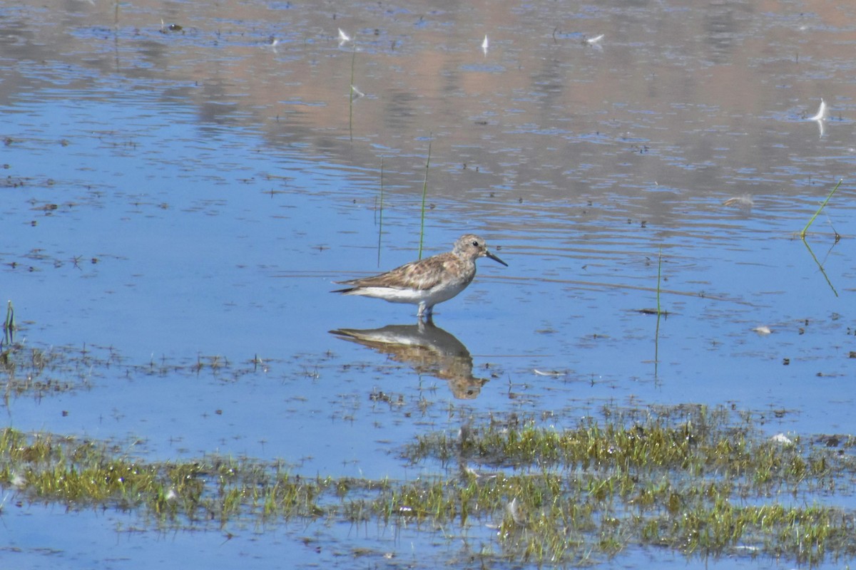 Baird's Sandpiper - ML289727331