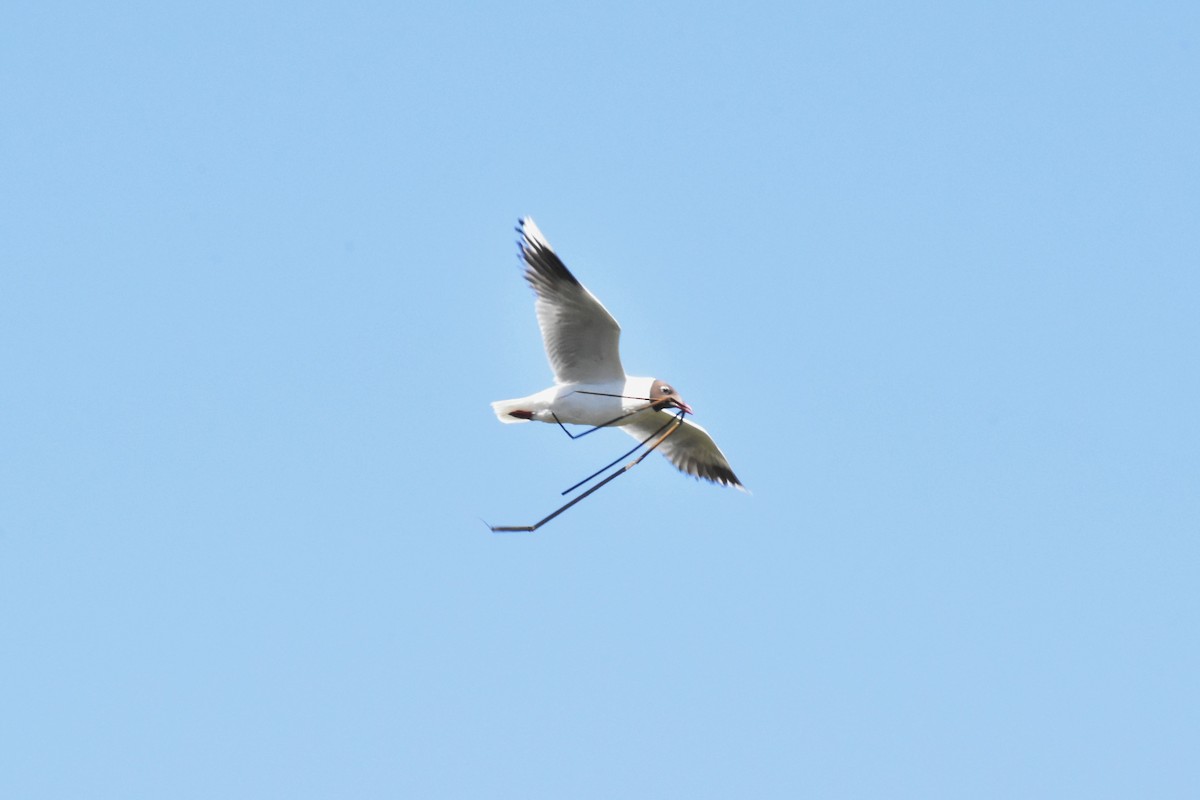 Brown-hooded Gull - ML289727431