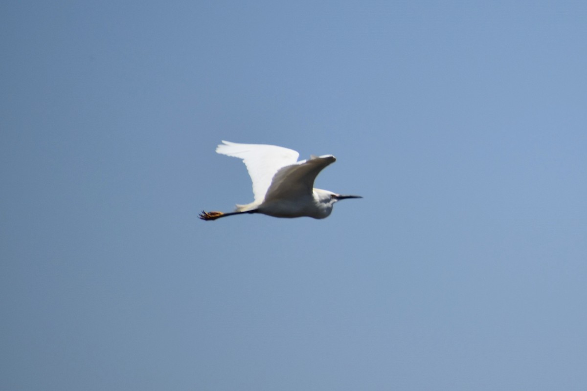 Snowy Egret - ML289727611