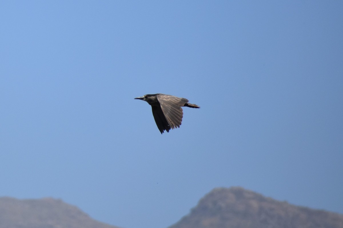 Black-crowned Night Heron - ML289727821