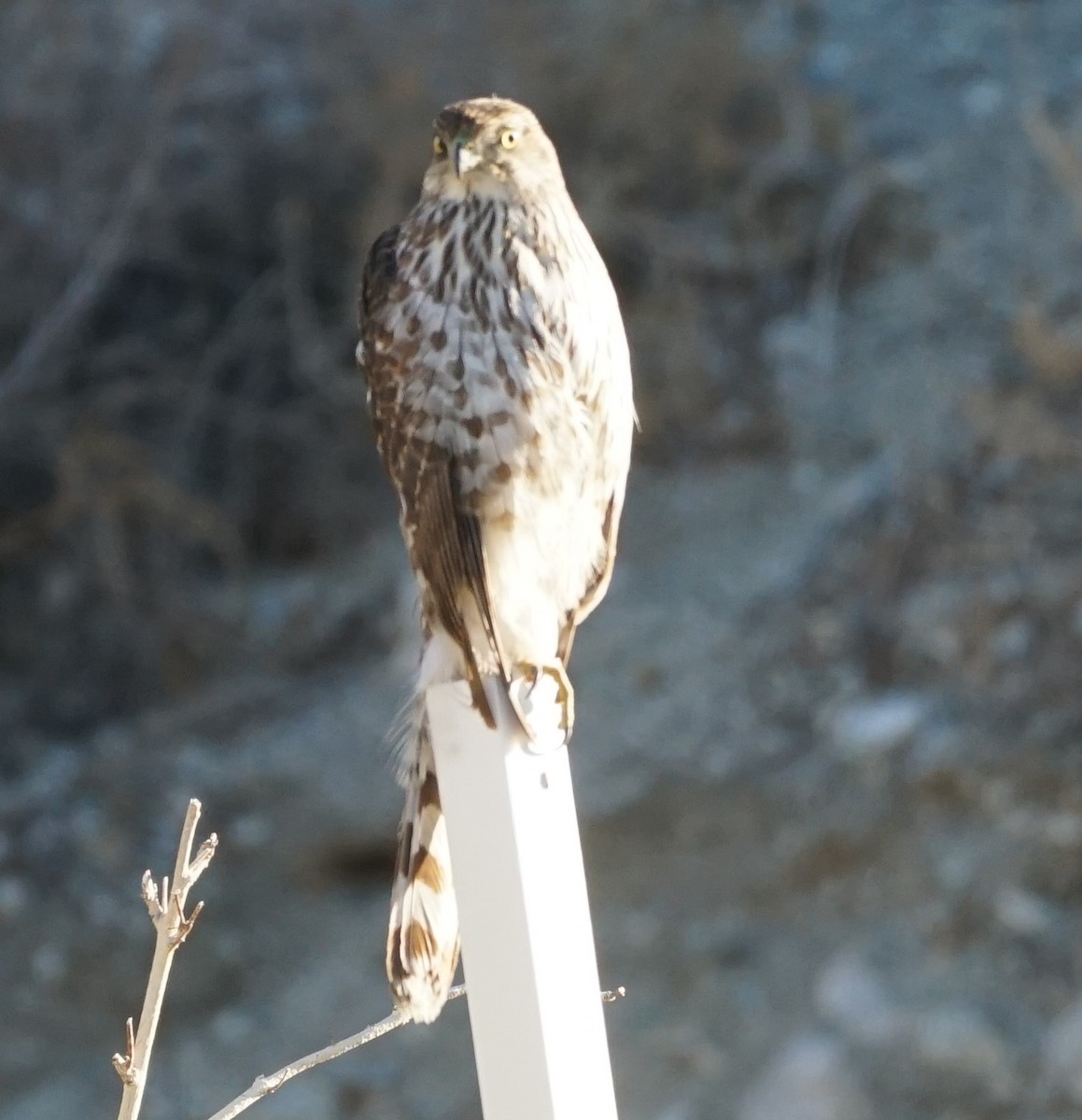 Cooper's Hawk - ML289727901