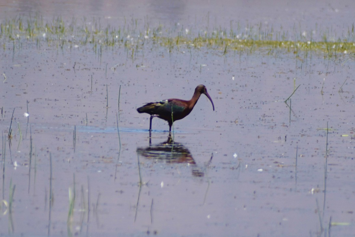 White-faced Ibis - ML289727921