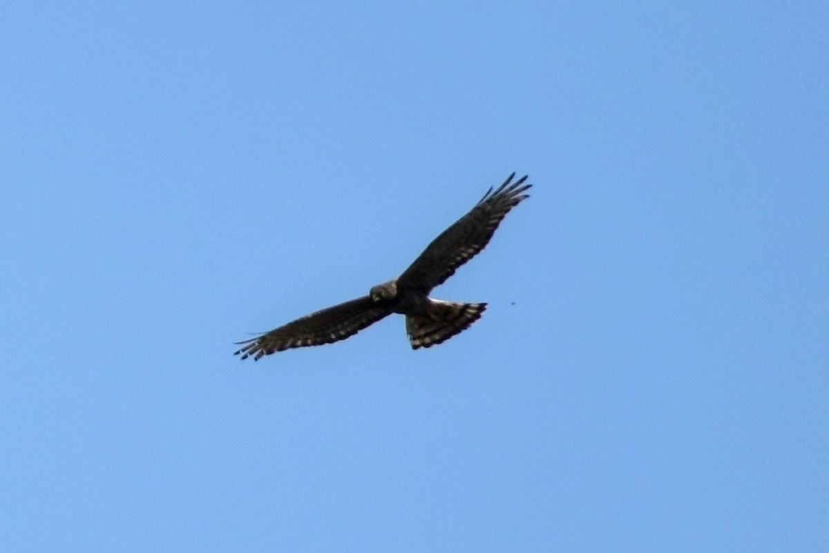 Cinereous Harrier - ML289728011