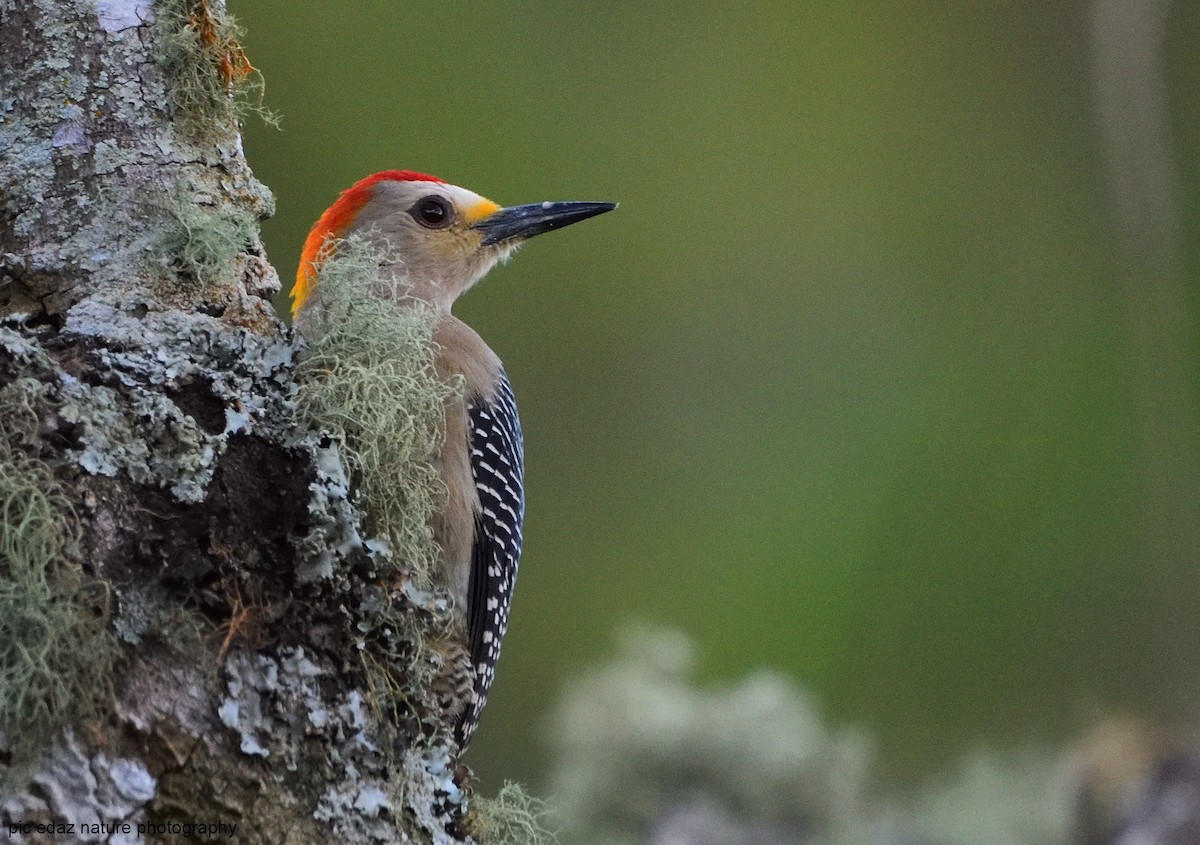 Golden-fronted Woodpecker - ML289728031