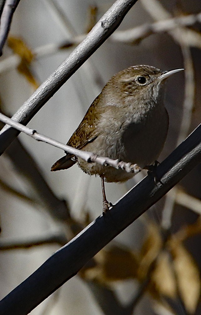 House Wren - ML289728041