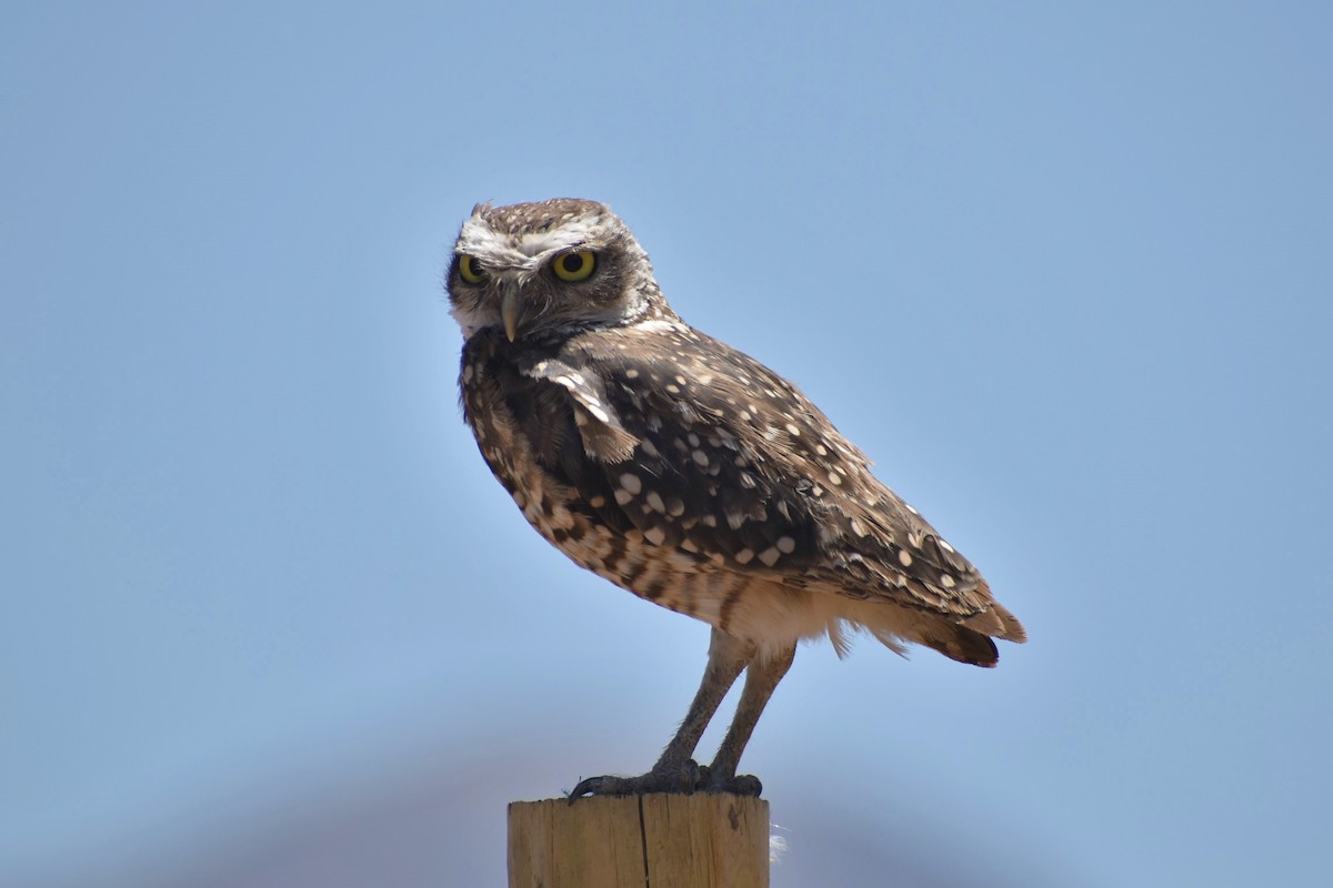 Burrowing Owl - ML289728061