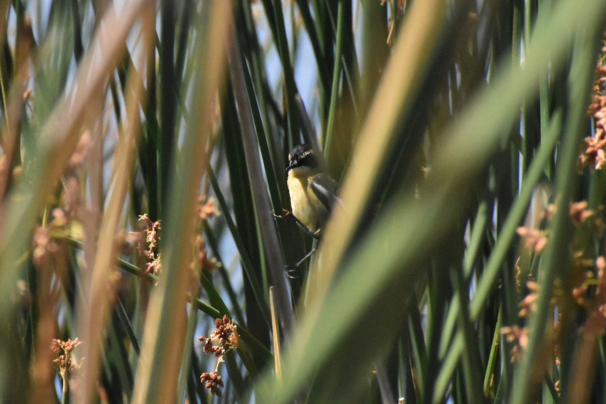 Many-colored Rush Tyrant - ML289728141